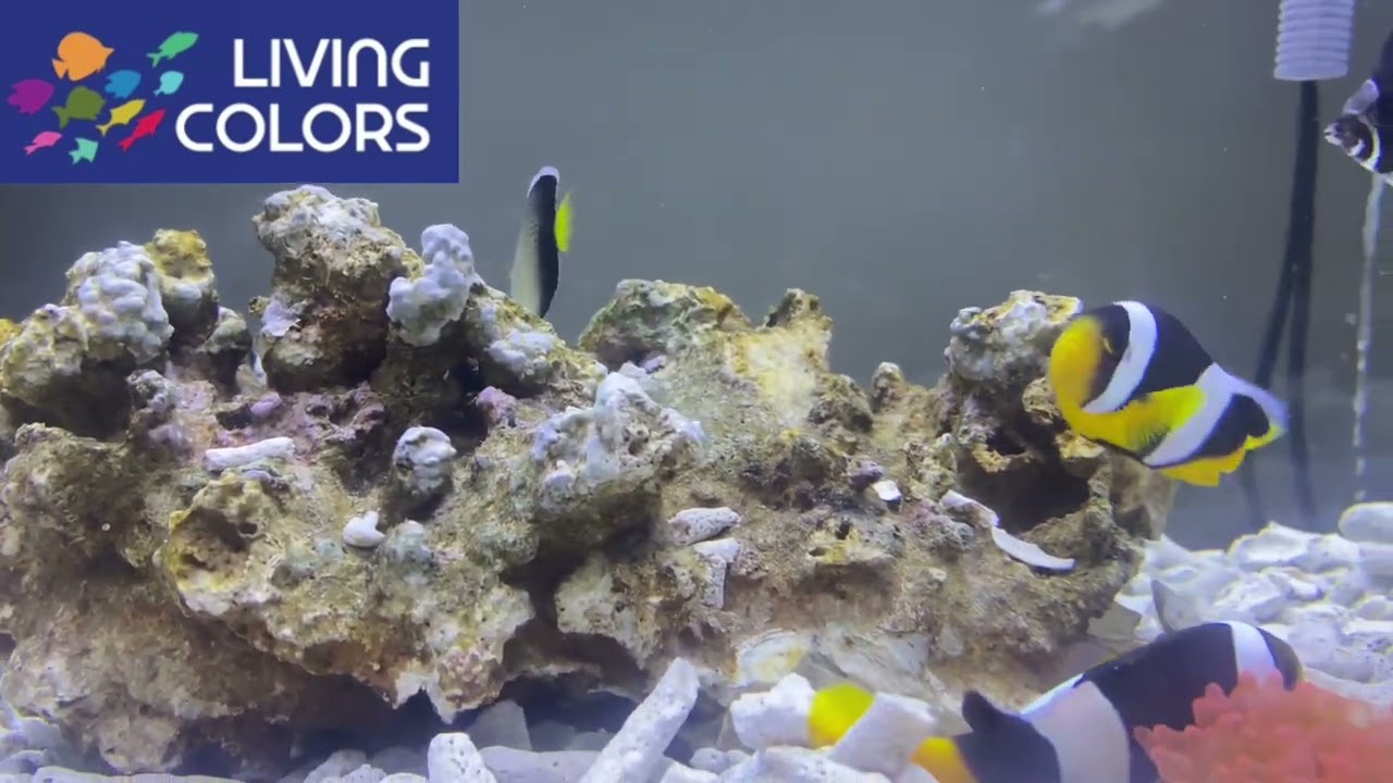 𝐋𝐢𝐯𝐢𝐧𝐠 𝐂𝐨𝐥𝐨𝐫𝐬 💙