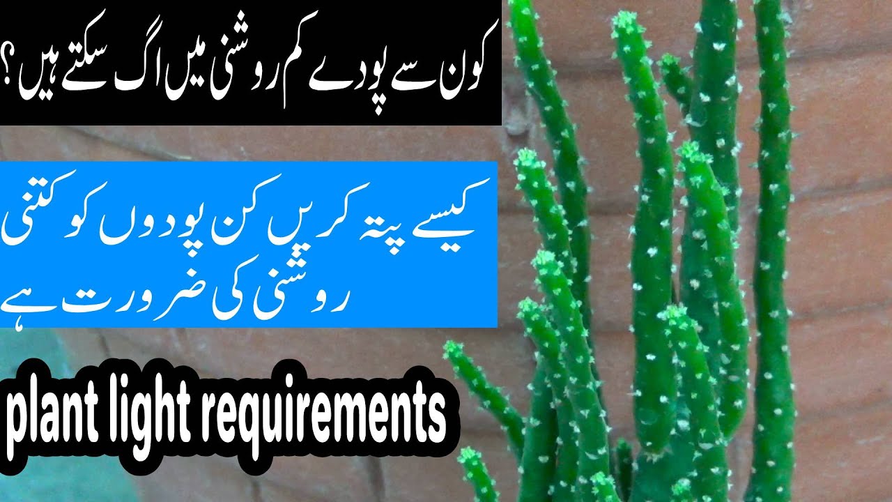 Light Requirements for Plants Explained Kin Podon Ko Light Ki Kami