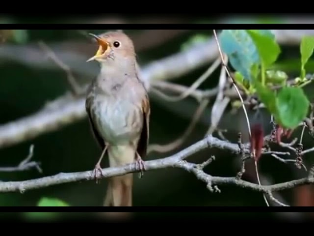 Le chant de la huppe fasciée 🐦 