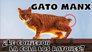 GATO MANX - La raza perfecta para los amantes de los gatos sin cola by ABC del mundo Animal 5,730 views 1 year ago 9 minutes, 52 seconds