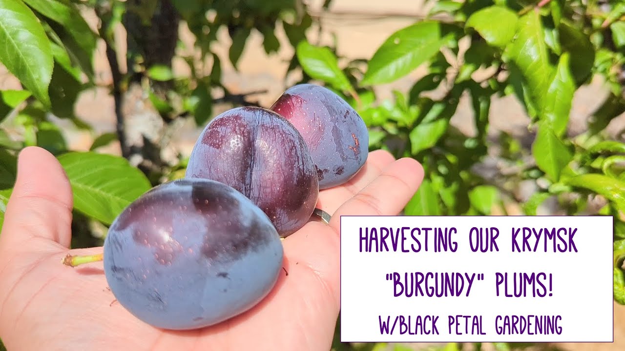 First Plum Harvest of the Season Krymsk Burgundy Plums Pacific