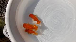 DSCF8993