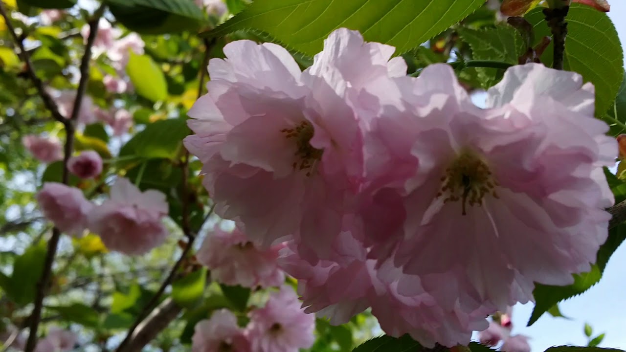 My Kwanzan Cherry Tree In Bloom... YouTube