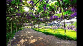 2018 淡水紫藤花園二店三芝虹橋民宿紫藤花萬種風情Walk on ...