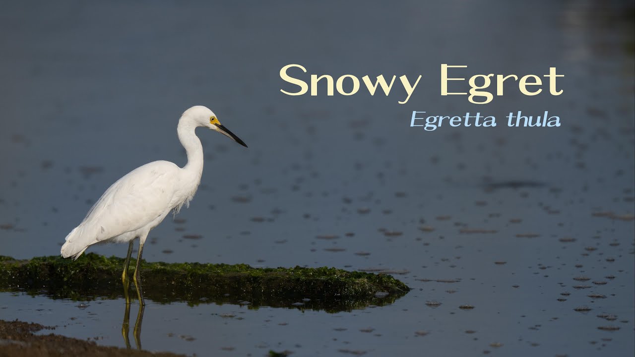 Birding Diary: Snowy Egret (Mass Audubon Wellfleet Bay Wildlife Sanctuary) 08/25/2024