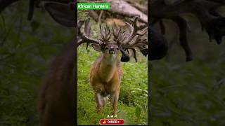 Eating Grass… Suddenly SHOT! 😱🏹#animals#africa#wildlife#africanhunters#skills#survival