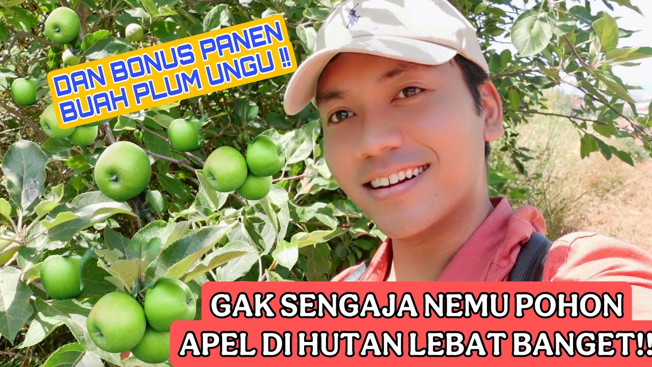 GAK SENGAJA NEMU POHON APEL LIAR BUAH LEBAT BANGET!! DAN BONUS PANEN BUAH PLUM WARNA UNGU !!