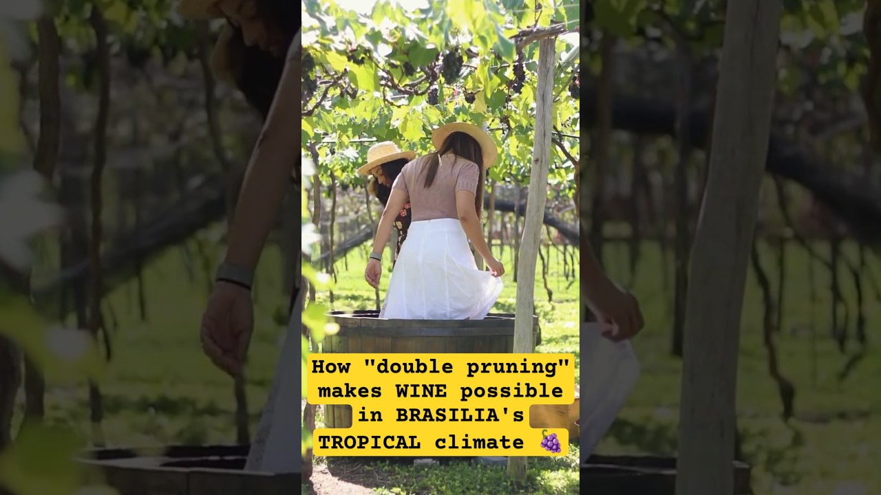 How Double Pruning makes #wine possible in #Brasilia's #tropical climate, Brazil
