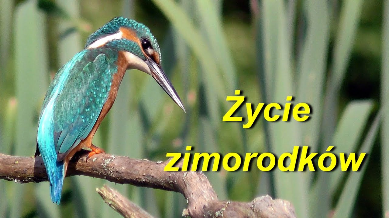 Życie zimorodków Alcedo  atthis w Poznaniu - Naramowicach