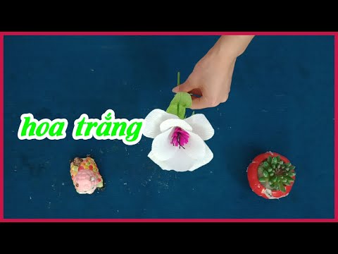 Video những cánh hoa màu trắng nhỏ với nhiều hình thái và... - youtube
