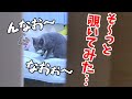 娘がいなくて大声で鳴く猫を隠し撮り…！