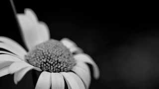 Hoa Tàn - Andree ft Jukido