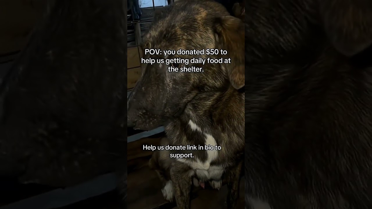 Donation link in bio - Every bit is appreciated 