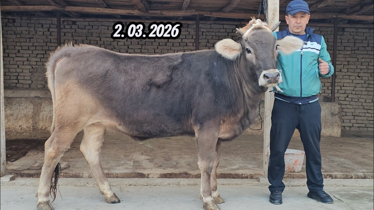 ARZONCHI LUTFULLO AKADA🔥 SHVEST GIBRID NASILDOR BO‘G‘OZLAR RO‘ZG‘ORBOP ARZONLARI🔥