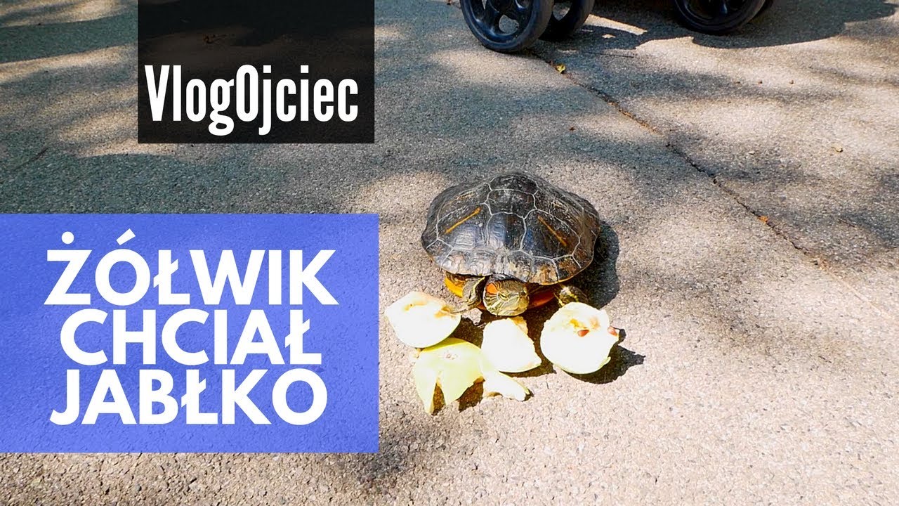 ŻÓŁWIK CHCIAŁ JABŁKO | daily VLOG 015