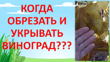 КОГДА ОБРЕЗАТЬ И УКРЫВАТЬ ВИНОГРАД. Как выращивать виноград. Виноградарство. Выращивание винограда.