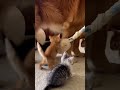 The Cutest Little Rope Toy Chaos Ever