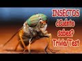 INSECTOS ¿CUÁNTO SABES? Trivia/Test