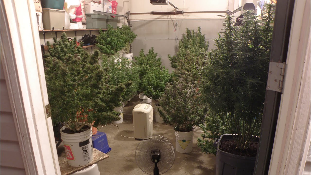 Growing Cannabis 🌱 in Frosty Northern Ontario 🍁 2020