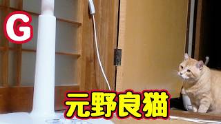 【元野良猫】vs【G】