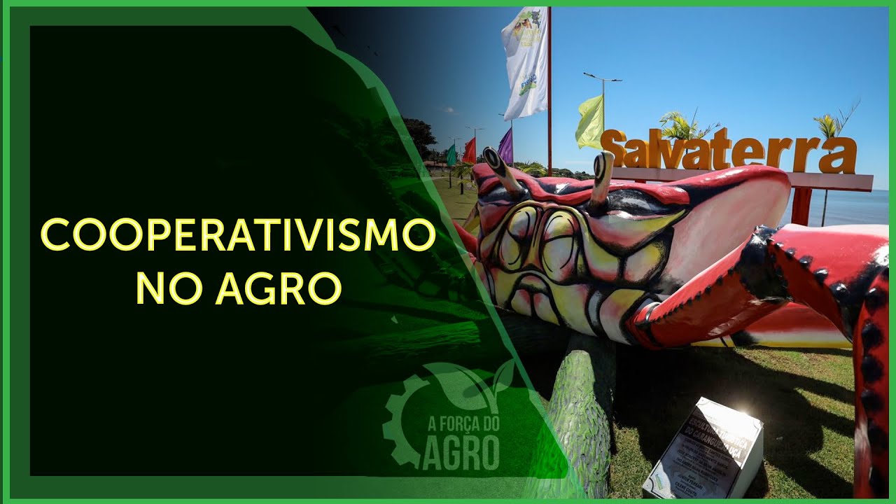 Produção de abacaxi é o que mais gera emprego e renda em Salvaterra, no Pará