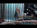 Suara Prenjak Jantan Gacor Masteran Pikat Burung Perenjak Kepala Merah Klawu Paling Ampuh Omkicau(.mp3 .mp4) Mp3 - Mp4 Download