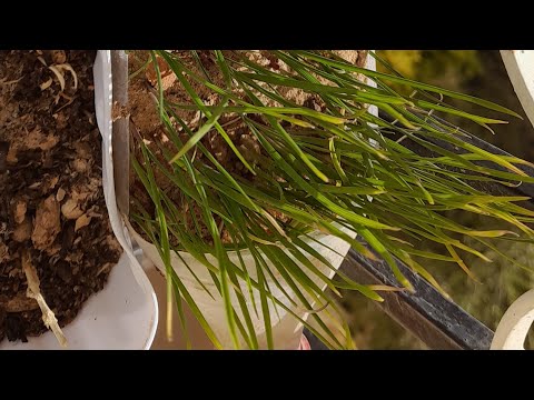 فيديو: نباتات لإطعام الطيور - كيف تزرع بذور الطيور الخاصة بك