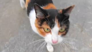 The cat followed its owner around wanting him to pet its head