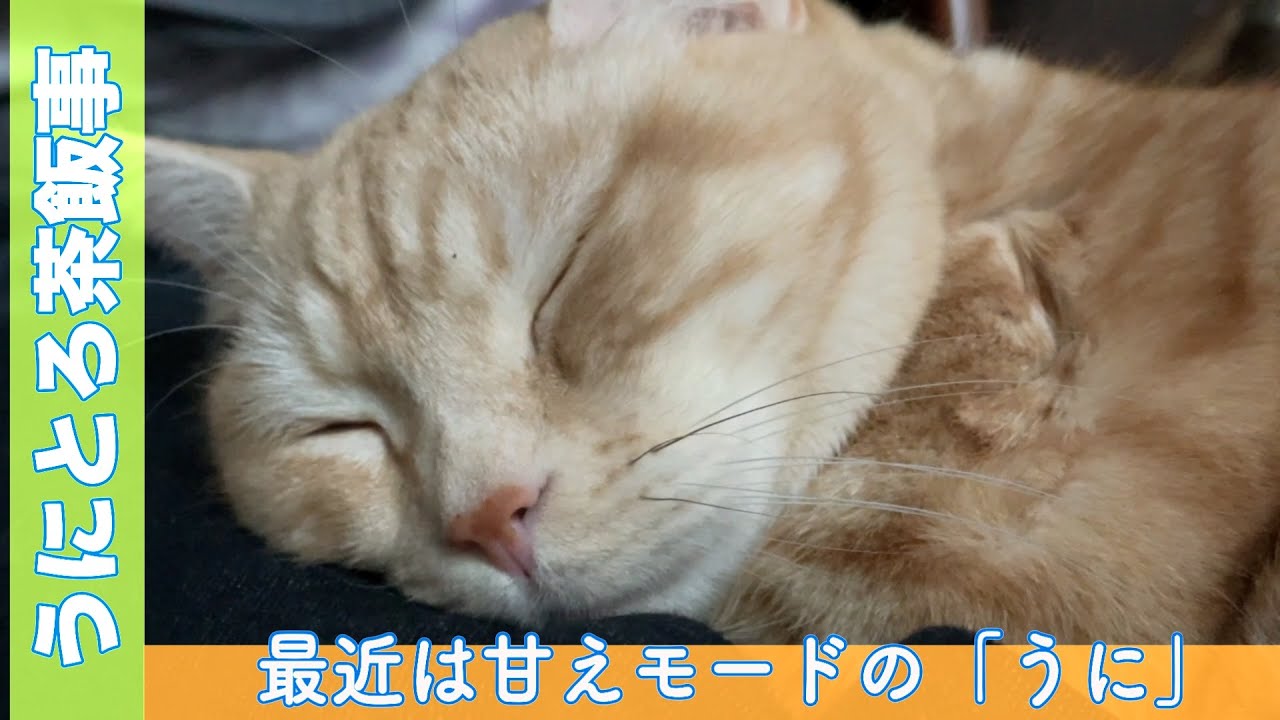マンチカン　うにとろ茶飯事864　「うに」甘えモード　〜マンチカン「とろ」と「うに」の日常風景〜　#猫動画#マンチカン #猫 ＃おもしろ猫 #猫かわいい　＃チワワ