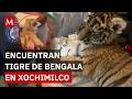 ¿Qué hacía un tigre de Bengala en Xochimilco? Así fue su rescate