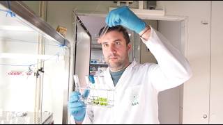 Programa #EnRed: Microalgas para eliminar metales pesados del agua