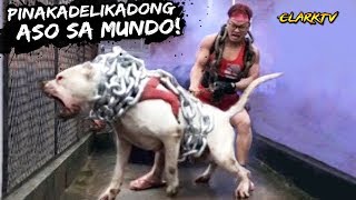 10 Pinakadelikadong Aso sa Buong mundo