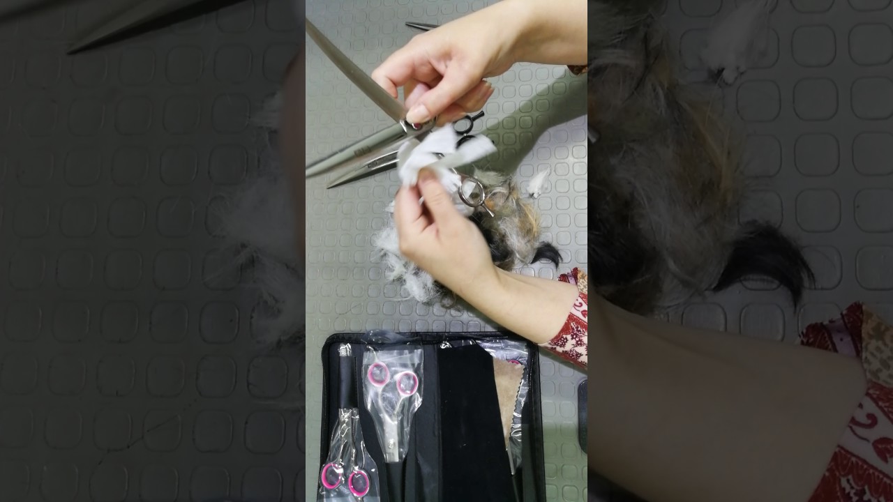 Ножницы для стрижки животных собак и кошек обзор