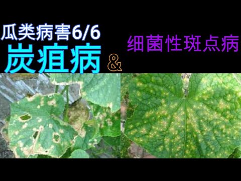 【麗的庭院生活　73】家庭菜園，難纏病害[炭疽病]和[細菌性斑點病]，癥狀，發病原因，防治方法。