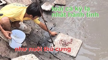 Anh nông dân nuôi cá thòi lòi như thú cưng - Đất Mũi Vlog