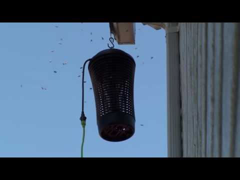 Yellow jackets VS  40w Zapper