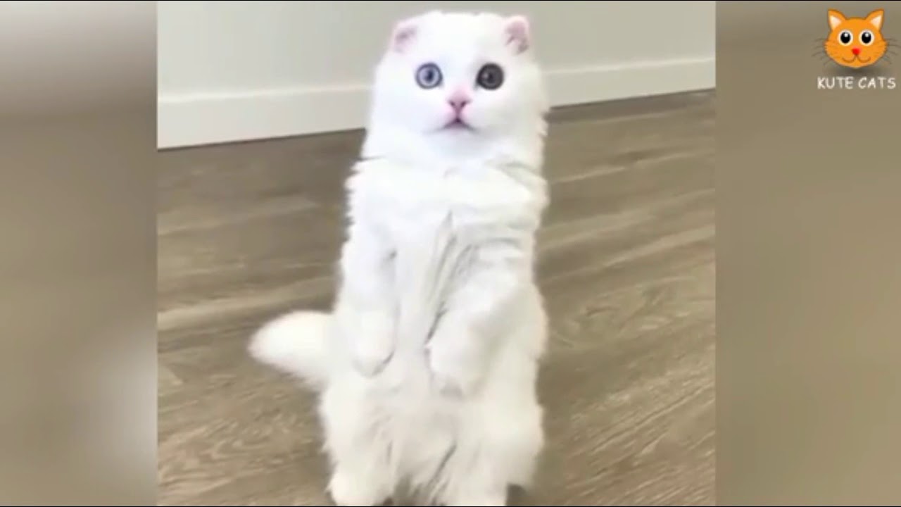 Dilarang Ketawa Kelakuan Kucing Lucu Berdiri 2 Kaki Sambil