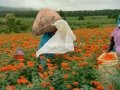 Flower fields Tamil Nadu; source