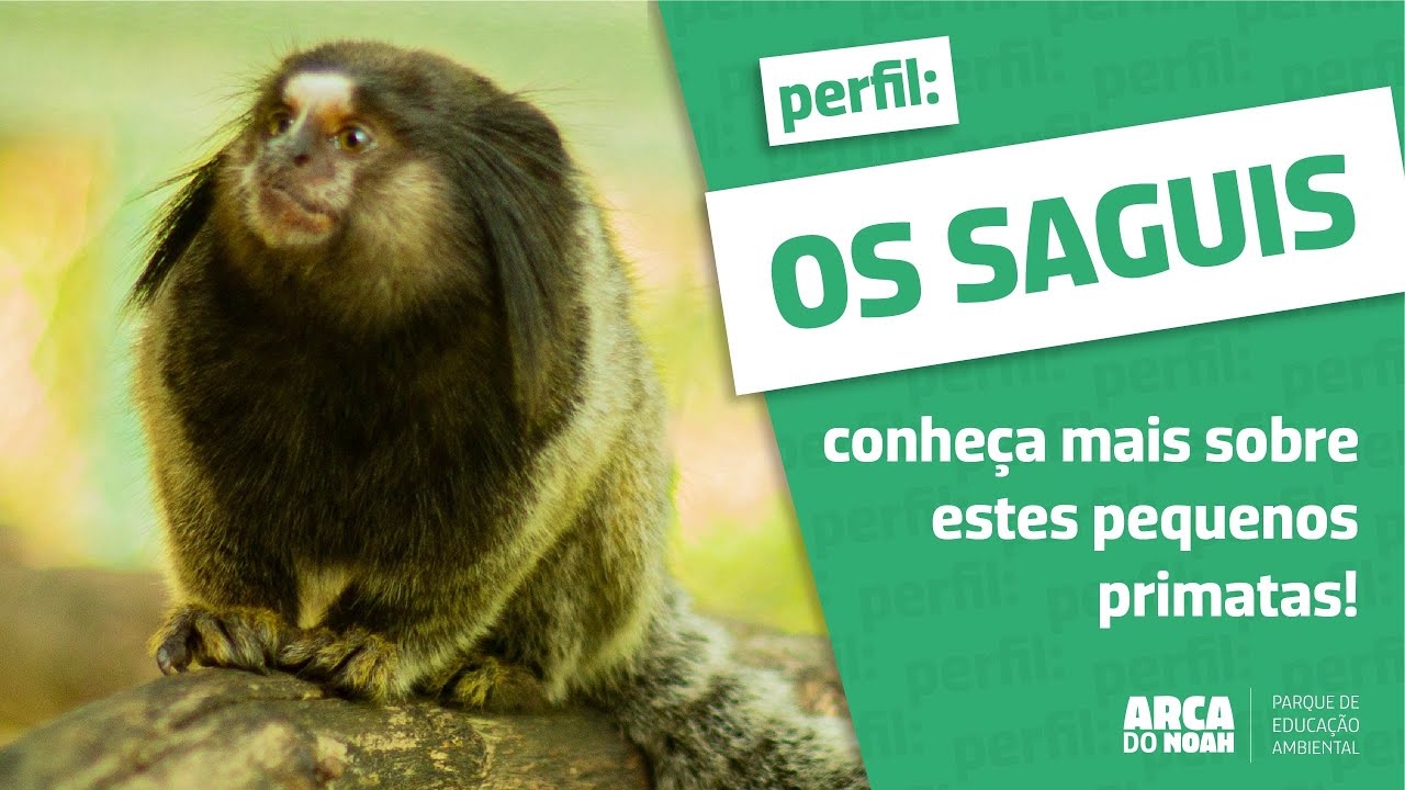 🐒 🌳 Sagui-Leãozinho ( pigmeu ) - O menor macaco do mundo da Amazônia o  sagui pigmeu 