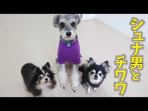 シュナ男とチワワ　🐶ひみつきちなう！#1🐶  (ミニチュアシュナウザー チワワ チワックス) 2020年10月16日