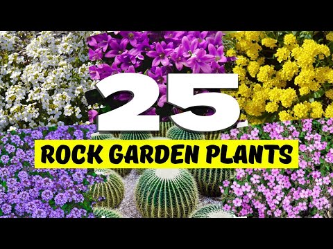 What Plants Grow Best In Rocks