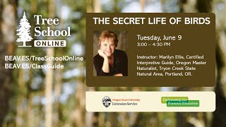 Tree School Online: The Secret Life of Birds screenshot 2