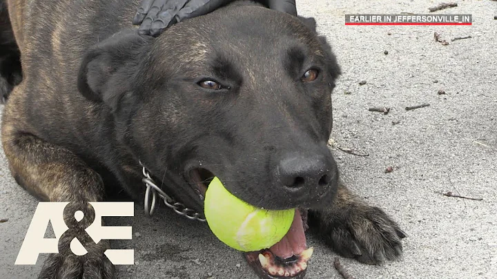 Live PD: Running Drills with K9 Flex (Season 2) | ...