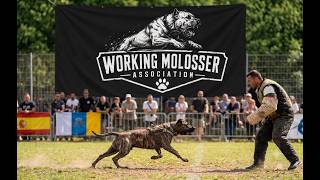 WORKING MOLOSSER ASSOCIATION - RYAN MONACAN - MONACAN KENNELS