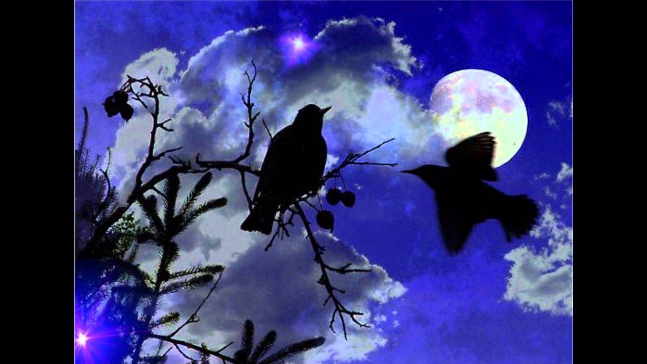 Night Bird Saxophone  Electronics ナイトバード ae00-38368.jpg