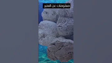 استخراج العنبر حوت العنبر عنبر حوت العنبر حوت عطور عطر Short 