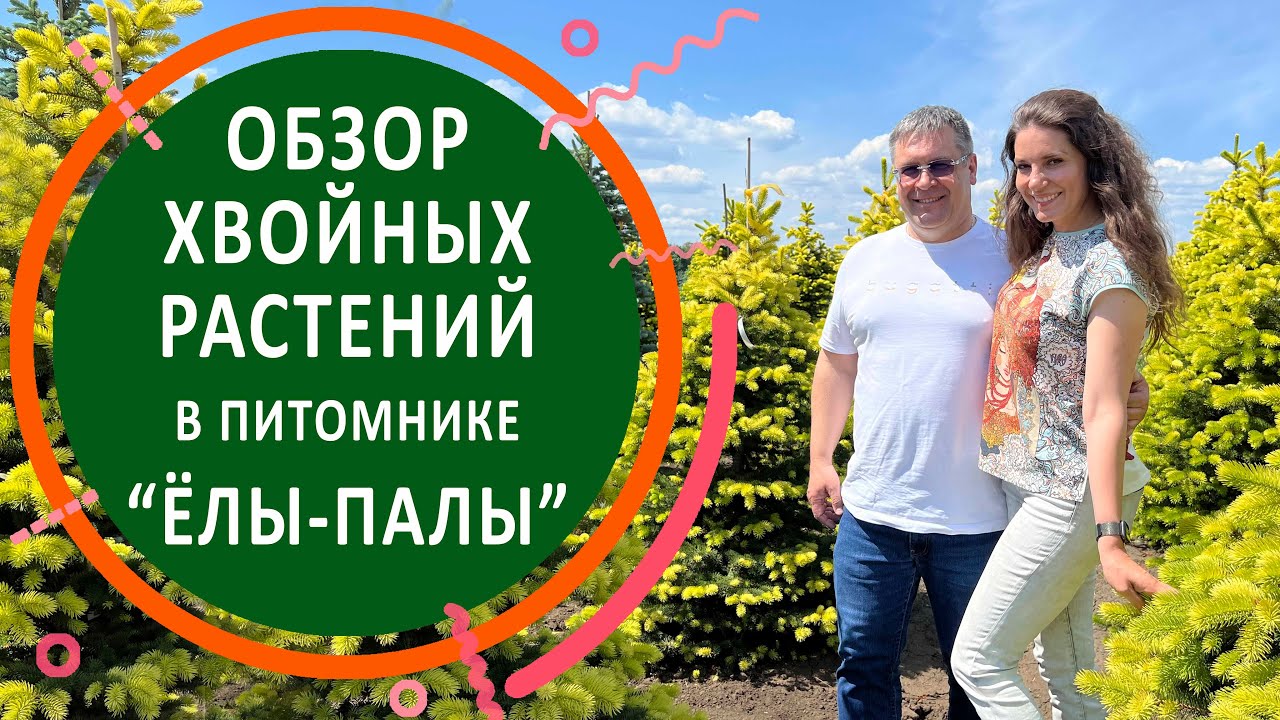 Обзор хвойных растений в питомнике «ЁЛЫ-ПАЛЫ»