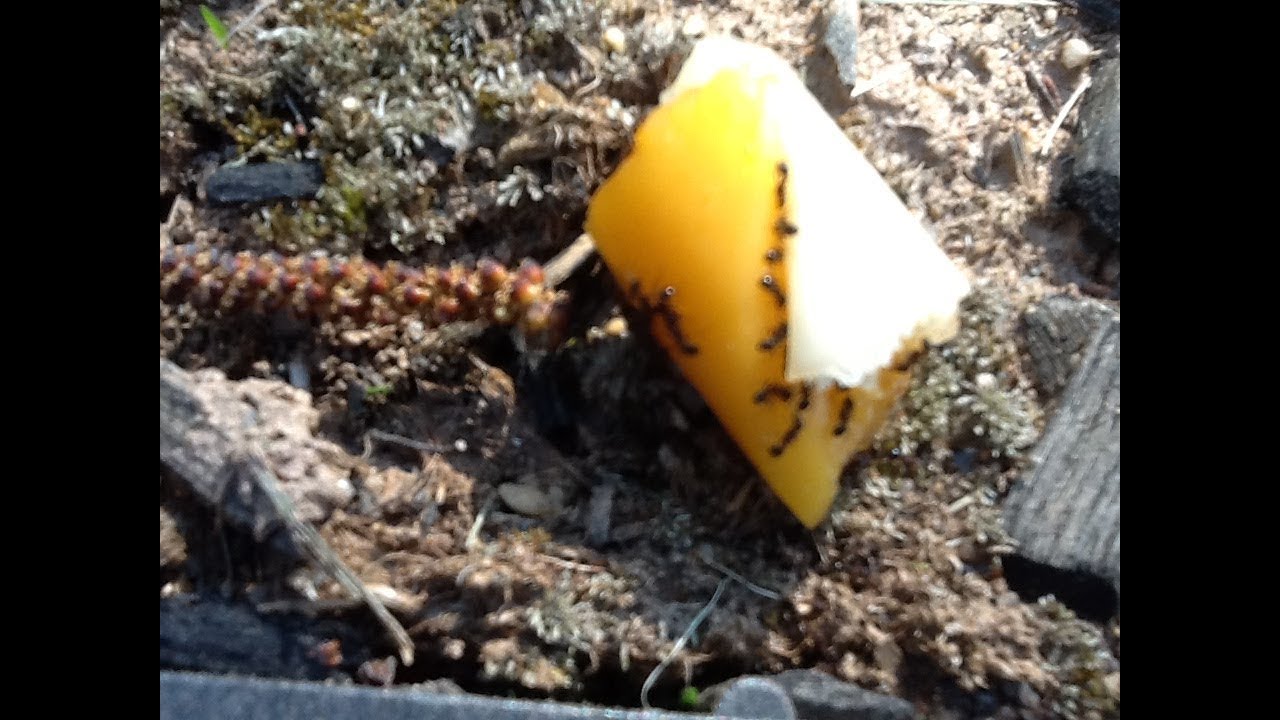 Ants Eating Cheese YouTube