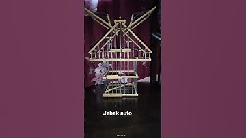 jebak serindit auto