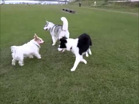 siberian husky border collie mix